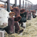 Producers can enter weaning weights, market prices, backgrounding duration and feed costs into the Beef Cattle Research Council’s free calculator to provide revenue projections on whether it makes sense to background their cattle. | File photo