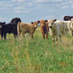 The ease of administration to calves is especially easy because they are inquisitive. | Mickey Watkins photo