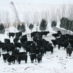 Widespread penicillin shortages across the United States have caused challenges for cattle producers. | Reuters/Ivan Alvarado photo