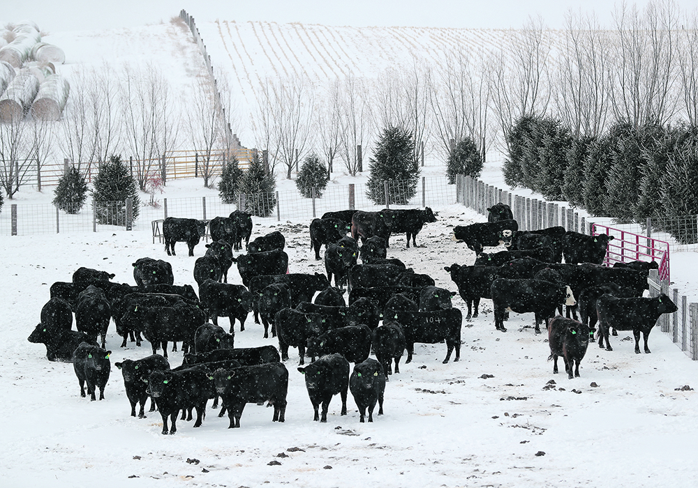 Widespread penicillin shortages across the United States have caused challenges for cattle producers. | Reuters/Ivan Alvarado photo