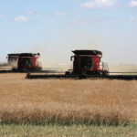 Canola for Western Canada might only make 12.6 million tonnes this year, the lowest since 2010. | Mike Raine photo