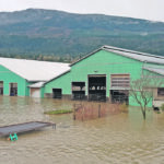 Grant and Amanda Bouwman were able to move all 450 of their dairy cattle out of harm’s way before the floodwaters arrived. | Bouwman family photo