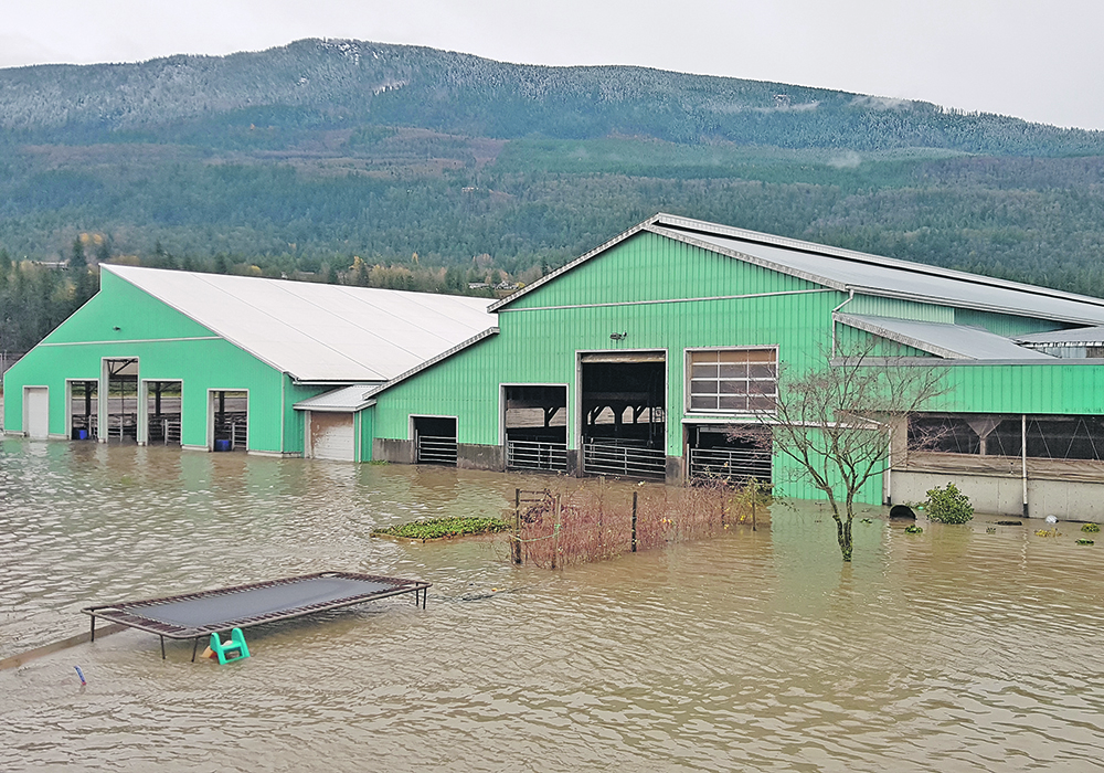Grant and Amanda Bouwman were able to move all 450 of their dairy cattle out of harm’s way before the floodwaters arrived. | Bouwman family photo