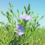 A flax processor estimates that average yields in Canada were eight to 10 bushels per acre this year, well below the official government number of 15 bu. per acre. | File photo