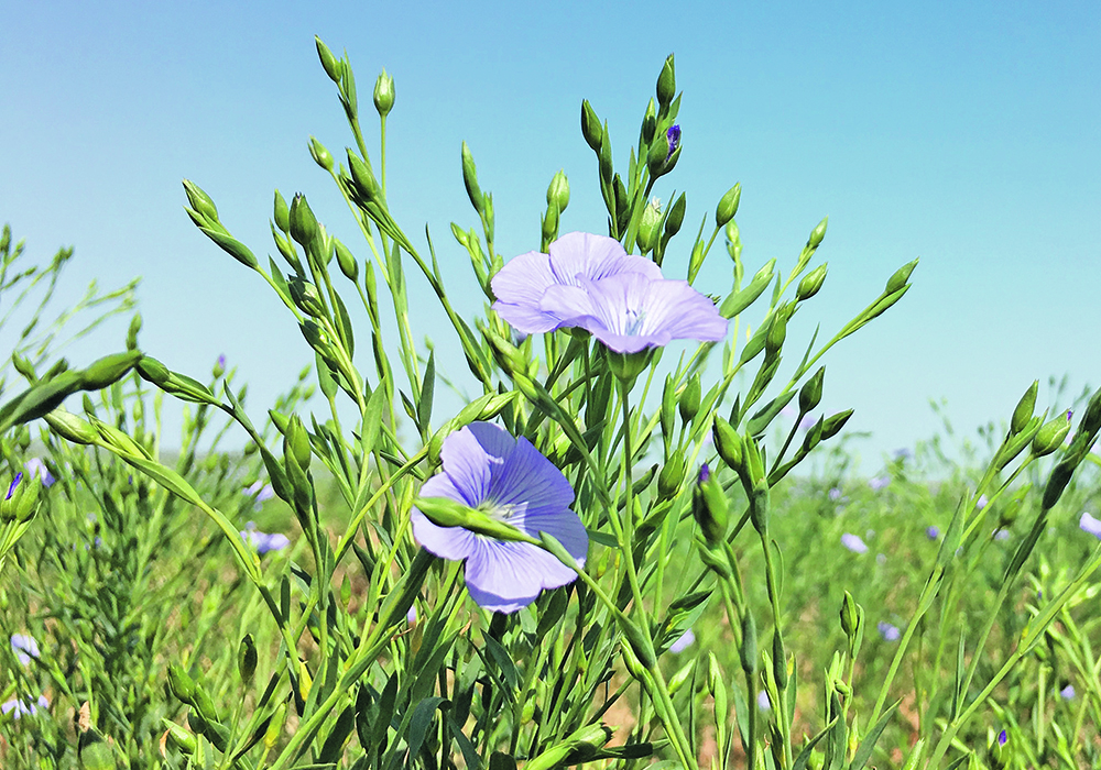 A flax processor estimates that average yields in Canada were eight to 10 bushels per acre this year, well below the official government number of 15 bu. per acre. | File photo