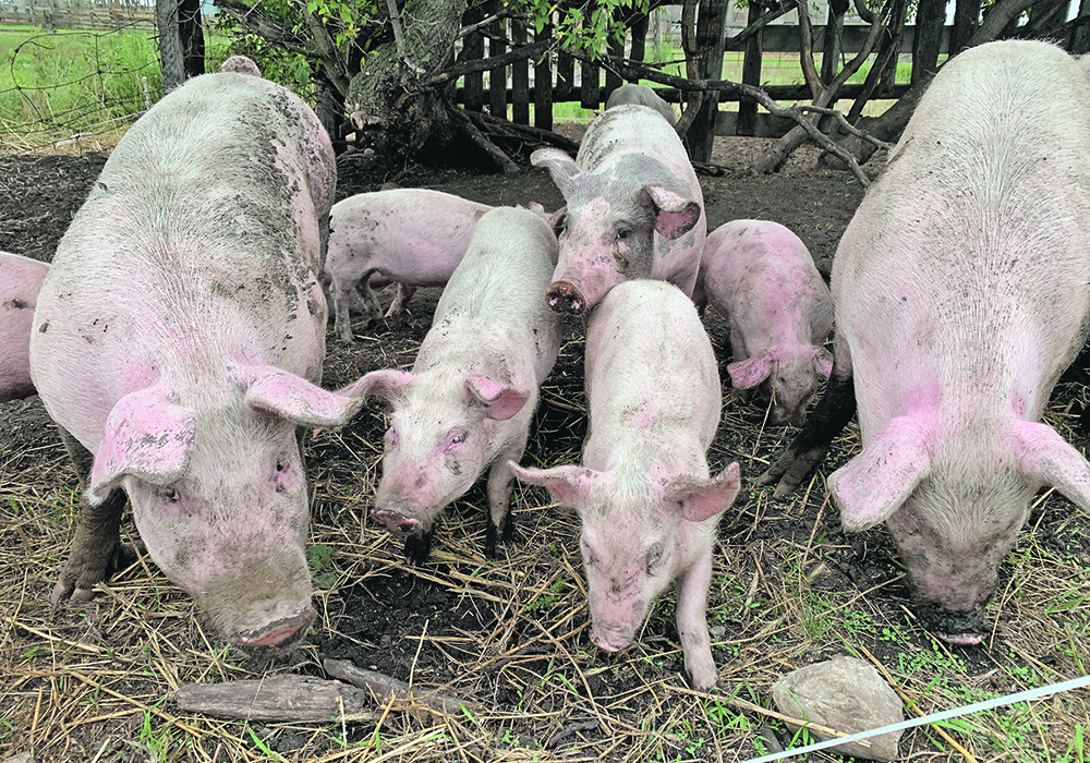 Maximizing production of the Koscielny farm’s five quarter- sections is essential in order for the farm to be viable. | Ed White photo