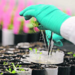 Ian Affleck, vice-president of plant biotechnology at CropLife Canada, said during the Farm and Food Care Saskatchewan meeting that consumers don’t have a high opinion of plant breeding, illustrating with a graph that while more people are OK with plant breeding than gene editing, most people surveyed didn’t have an opinion. | Reuters photo