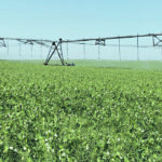 One of the projects at the Canada-Saskatchewan Irrigation Diversification Centre in Outlook, Sask., is meant to look at possible ways to limit the damage from aphanomyces in field peas. | Brian Cross photo
