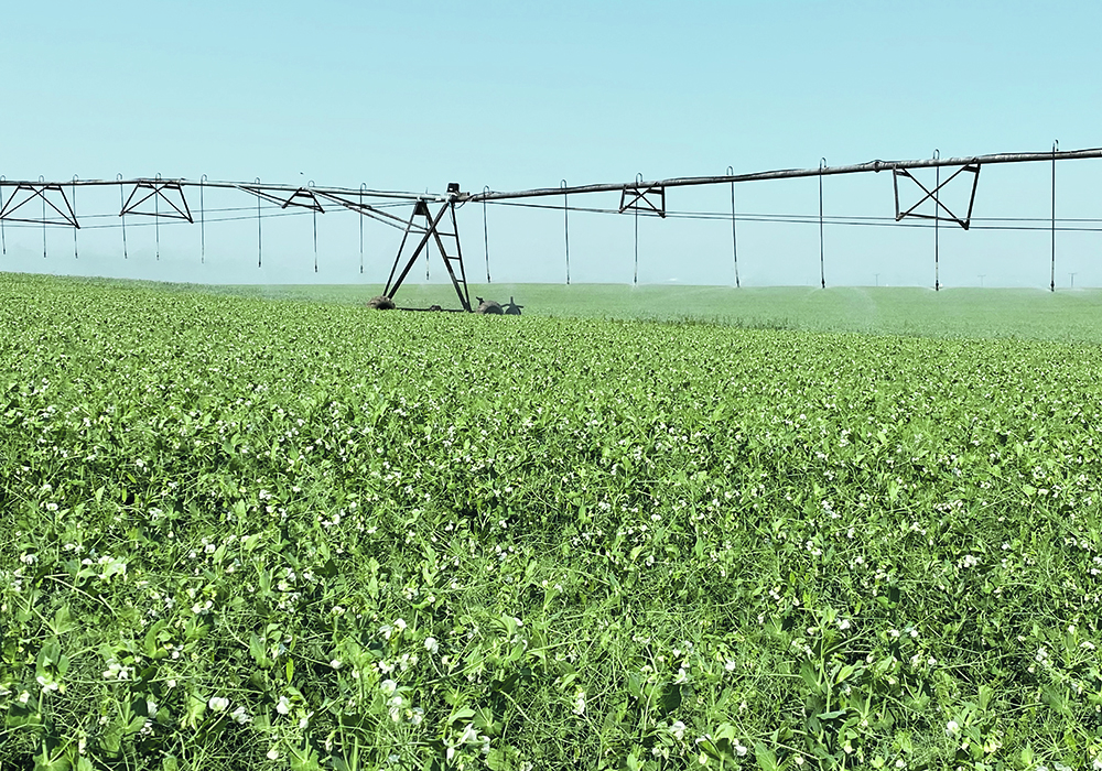 One of the projects at the Canada-Saskatchewan Irrigation Diversification Centre in Outlook, Sask., is meant to look at possible ways to limit the damage from aphanomyces in field peas. | Brian Cross photo