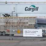 An empty cattle liner leaves the Cargill meat packing plant near High River, Alta. A new collective agreement has been achieved at the facility, avoiding a Dec. 6 projected labour disruption. | Mike Sturk photo