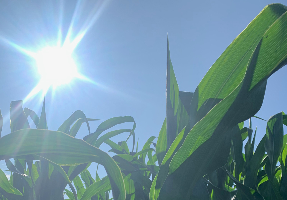 Proving that Canadian farmers are contributing to Canada’s climate change goals will be important in the next Agricultural Policy Framework and the innovation and development funding that flows out of it, according to a senior federal government official. | File photo