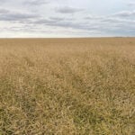 Gene edited crops will soon be exempt from Part V of the Seeds Regulations. | file photo