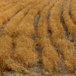 Three controversial agriculture reform laws in India have been repealed | file photo