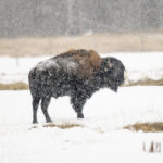 Despite recent snow, the Prairies will need some rain next season for crops to flourish. A bison makes its way across a white pasture on a snowy morning to where its pasture mates are feeding, near Debolt, Alta. | Randy Vanderveen photo