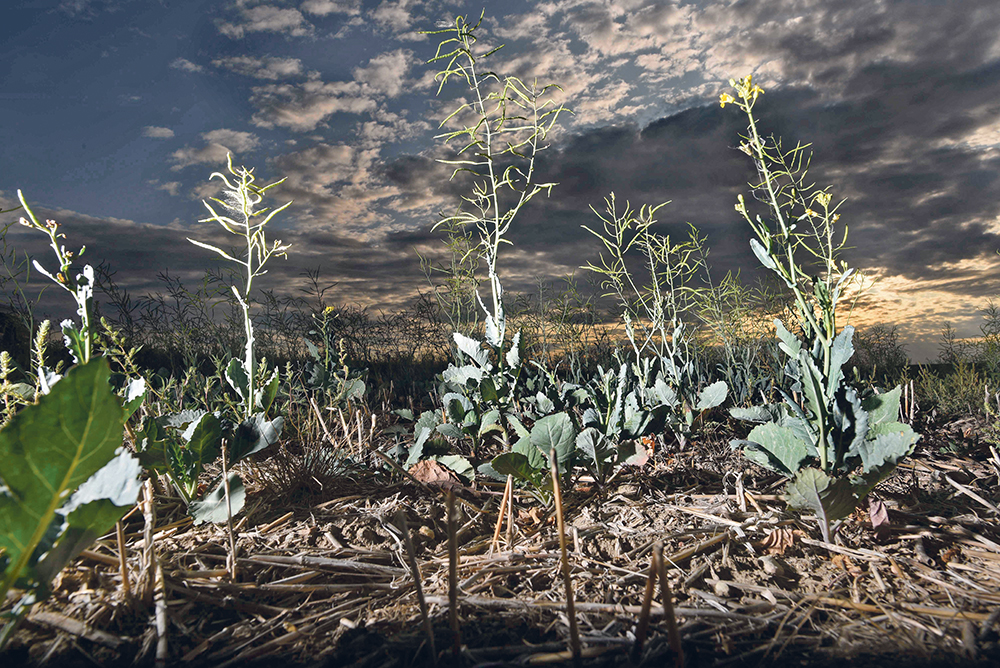 Drought shrivelled and stunted canola plants were scattered across the Prairies in 2021.  |  William DeKay photo