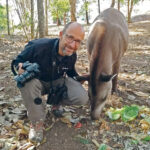 Andrew Balmford with ‘Preciosa’, a hand-reared lowland tapir in Emas National Park, Brazil. | BEN BALMFORD PHOTO