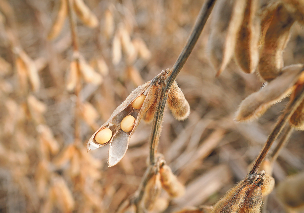 The U.S. Department of Agriculture is forecasting static soybean oil demand from the renewable fuel sector after 2022, at about 12 billion pounds per year. | Reuters photo