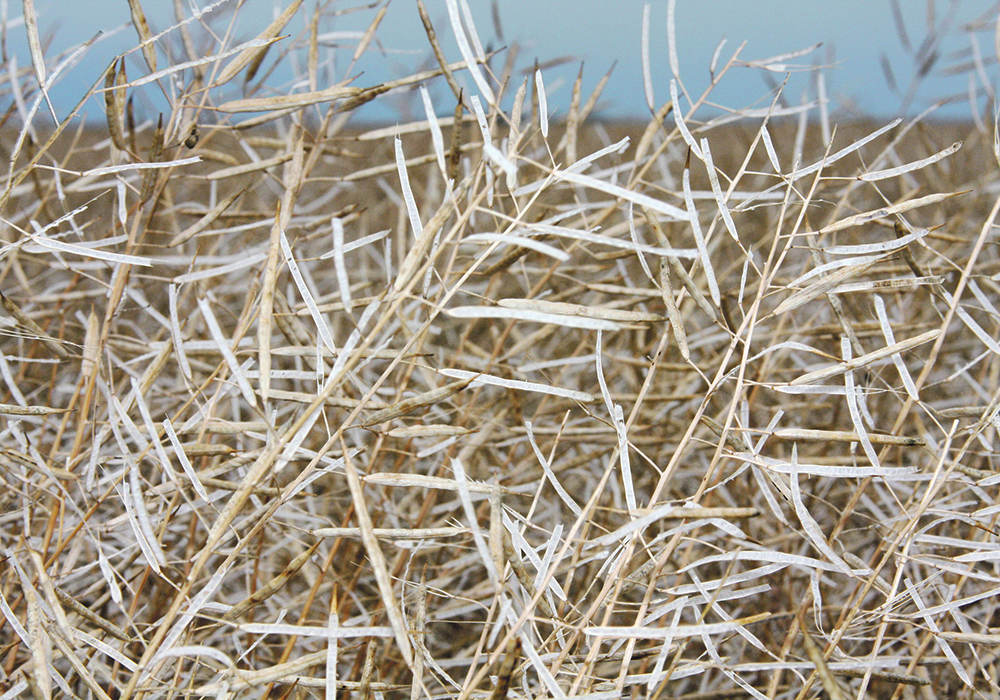 A combination of genetics, maturity and weather can create wrecks for producers, like this one in 2016 at Wilcox, Sask. | File photo