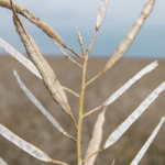 It’s all about the glue when it comes to pod shatter. | File photo