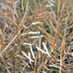 Chinese researchers might have unlocked a major factor in pod shatter genetics. | File photo