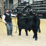 Samee Charriere, from Ledgerwood Gelbvieh in Clarkston, Washington, works the show ring with her bull calf at Canadian Western Agribition. | Karen Briere photo