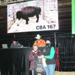 Cindy Donally, left, receives the grand champion female banner in the Canadian National Bison show from Canadian Western Agribition vice-president Kim Hextall. On the stand are auctioneer Brennin Jack and barn boss Brett Kot. | Karen Briere photo