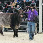 James Blenkiron’s son leads the Shorthorn top seller, their cow Glamourous Annie, at the Canadian Western Agribition sale. | Melissa Bezan photo