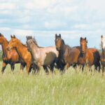 Generally, the issue of antimicrobial resistance in horses has been less studied compared to other animal populations and people. | File photo