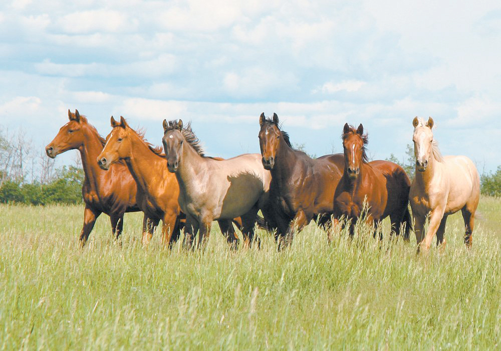 Generally, the issue of antimicrobial resistance in horses has been less studied compared to other animal populations and people. | File photo