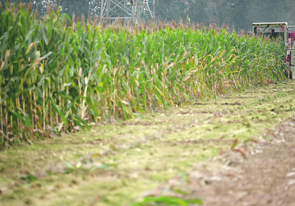 The Chinese government has made clear it will champion home-grown leaders in seed technology as it opens up to genetically modified crops. | Reuters/Kim Kyung-Hoon photo