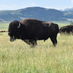 In the case of North America’s bison catastrophe, within years of near extinction, conservationists were already beginning successful efforts to pull the species back from the brink. | File photo