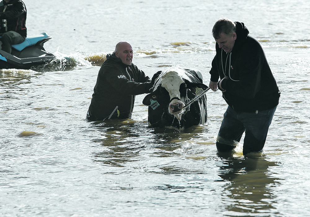 Last month’s flooding in British Columbia’s Fraser Valley required a major effort to rescue livestock. Recovery plans are still being hammered out for the region. | Reuters/Jesse Winter photo