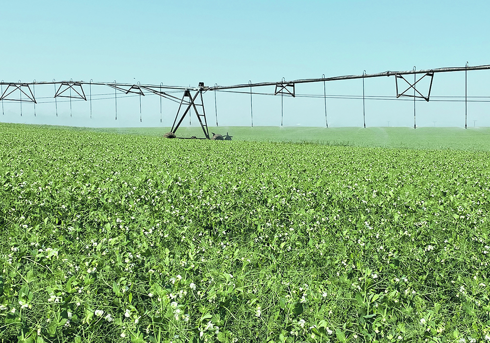 About 110,000 acres are irrigated from Lake Diefenbaker, and the full proposed expansion would take that to 455,000 acres. | File photo