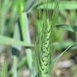 The U.S. Department of Agriculture’s November estimate put world wheat ending stocks at 48 million tonnes. | File photo