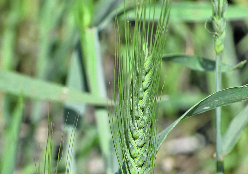 The U.S. Department of Agriculture’s November estimate put world wheat ending stocks at 48 million tonnes. | File photo