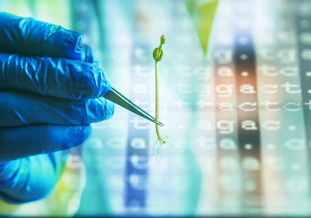 If Health Canada does regulate gene-edited crops the same as conventional plant breeding, it would represent a win for the plant science industry and possibly Canadian farmers.  | Getty Images