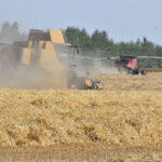 While many charities struggled this year, the Canadian Foodgrains Bank did well. This barley was harvested during a CFB event near Coaldale, Alta., in 2019. | Barb Glen photo