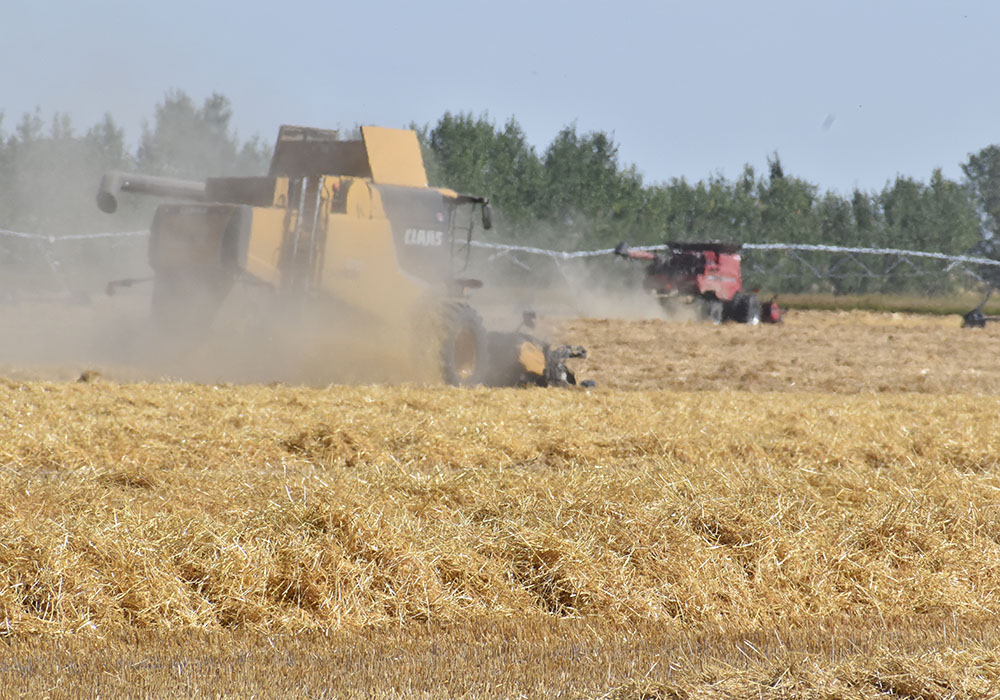 While many charities struggled this year, the Canadian Foodgrains Bank did well. This barley was harvested during a CFB event near Coaldale, Alta., in 2019.  |  Barb Glen photo