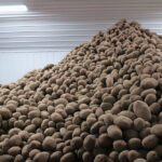 Federal Agriculture Minister Marie-Claude Bibeau said the funding would also help redirect potatoes to food banks and other organizations as well as support the environmentally sound disposal of surpluses. | file photo