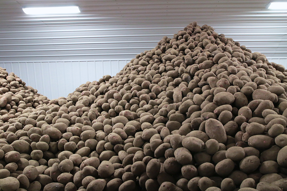 Federal Agriculture Minister Marie-Claude Bibeau said the funding would also help redirect potatoes to food banks and other organizations as well as support the environmentally sound disposal of surpluses. | file photo