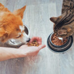 It’s estimated that North American households have acquired an additional 10 million new pets during the COVID-19 pandemic. | GETTY IMAGES