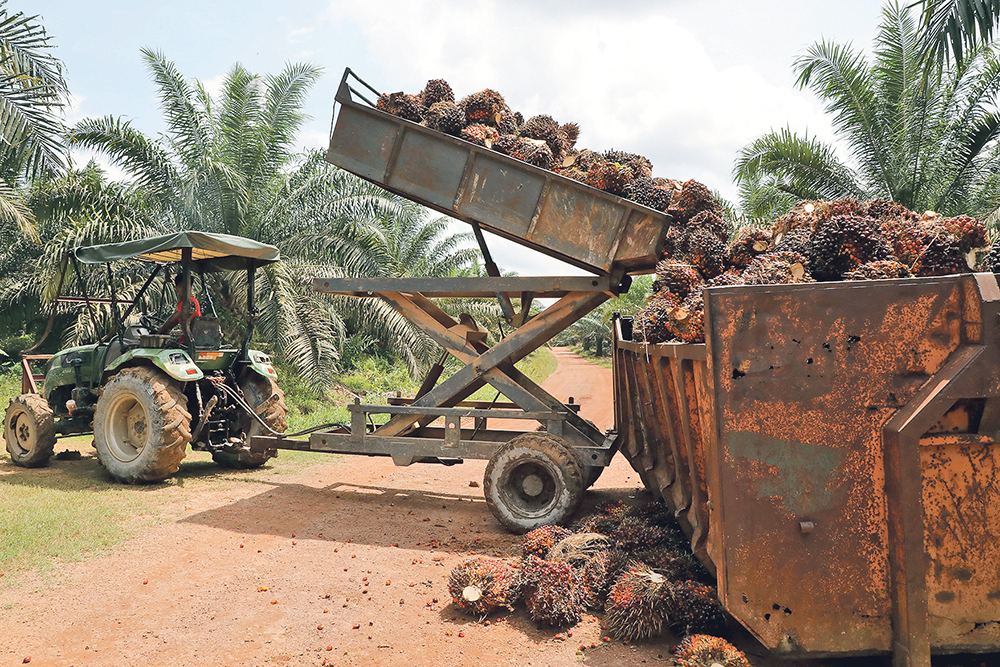 Palm oil is being phased out of the European Union’s biodiesel sector between 2023 and 2030. | REUTERS/ LIM HUEY TENG PHOTO