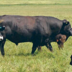 Bulls developed on growing rations usually carry more flesh than bulls raised on grass or wintered on hay, and it can be a major adjustment when they are turned out with cows. | HEATHER SMITH THOMAS PHOTO