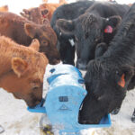 Producers say it is easy to train cattle to use nose pumps. | JIM ANDERSON PHOTO