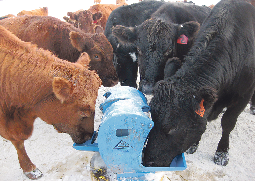 Producers say it is easy to train cattle to use nose pumps. | JIM ANDERSON PHOTO