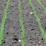 One analyst says any signs of big trouble with the U.S. hard red winter wheat crop could drive nearby Minneapolis futures prices to the $13 to $15 per bushel range. | FILE PHOTO