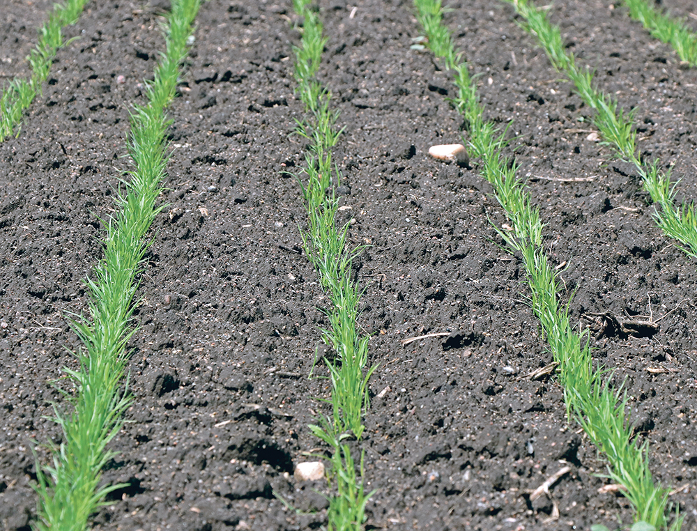 One analyst says any signs of big trouble with the U.S. hard red winter wheat crop could drive nearby Minneapolis futures prices to the $13 to $15 per bushel range. | FILE PHOTO