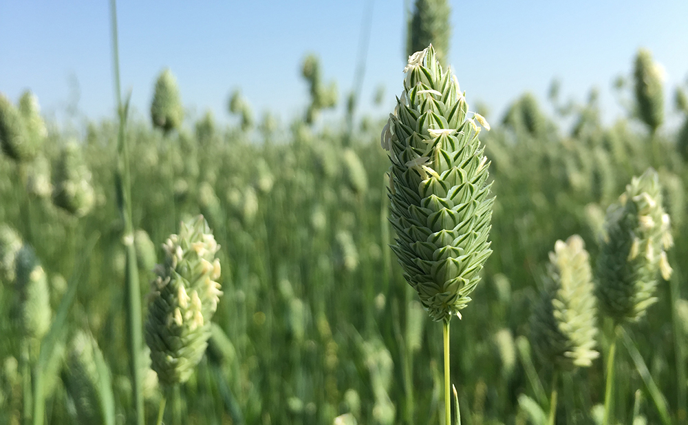 International buyers were in a rush to lock up canaryseed supplies but are now turning to alternatives as prices remain high. | File photo