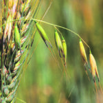 Wild oats don't compete well with other plants, but given the chance for some sunlight and resources they will rapidly become a problem and develop resistances to chemistry. | Mike Raine photo