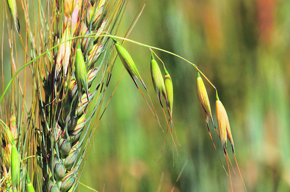 Wild oats don't compete well with other plants, but given the chance for some sunlight and resources they will rapidly become a problem and develop resistances to chemistry.  |  Mike Raine photo
